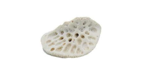 scute of an American alligator - A. mississippiensis - Bony plate inside the skin, called osteoderms or scutes, make the skin very hard to penetrate and are similar to scales. Isolated on white