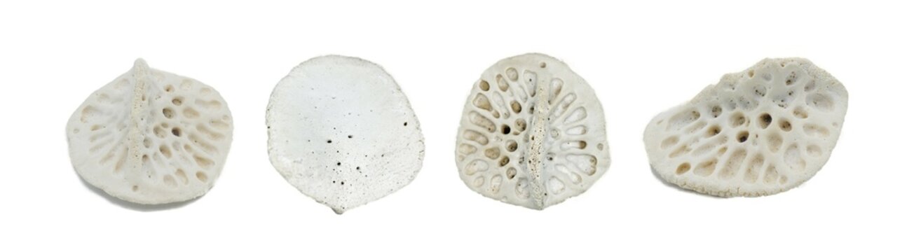 scute of an American alligator - A. mississippiensis - Bony plate inside the skin, called osteoderms or scutes, make the skin very hard to penetrate and are similar to scales. Isolated on white