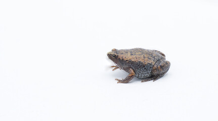 Gastrophryne carolinensis, the eastern narrow mouthed toad, is a species of frog. It is a small amphibian found in damp, shady habitats. Isolated on white background with copy space