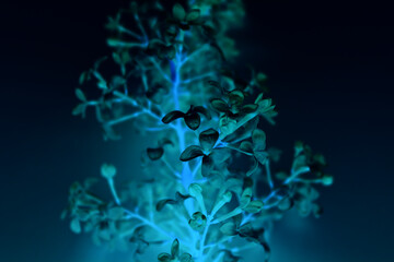 Fairytale glowing floral pattern with plant texture on dark background
