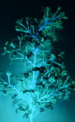 Underwater pattern of leaves and flowers of fluorescent plant 

