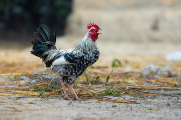 Black and white spotted roosters roam the rural setting.