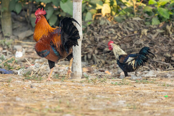 Free-rang rooster and hen in natural environment.