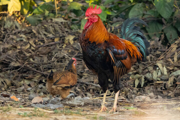 Free-rang rooster and hen in natural environment.