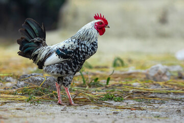 A white and black spotted rooster is roaming around.
