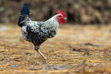 A white and black spotted rooster is roaming around.