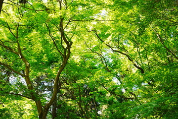 Lush Green Momiji or Maple in Summer, Japan. Closeup view - 日本 新緑のもみじ	
