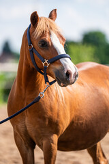 Obraz premium Outdoor portrait of gentle Haflinger horse with soft chestnut coat. This affectionate farm animal radiates friendliness and rustic charm.