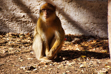 Barbary Macaque Portrait: Wild Moroccan Monkey in Ifrane, Atlas Mountains. Intelligent Primate in Natural Habitat, Sitting on Ground with Autumn Leaves & Textured Wall Backdrop in Sunlight.
