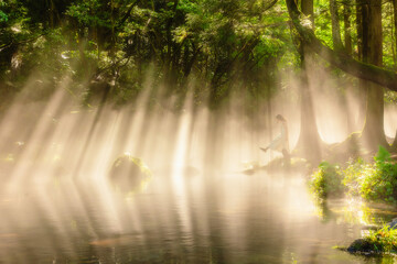 幻想的な朝 光のシャワーを浴びて