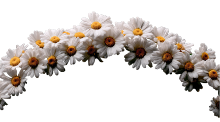 A curved, arching garland of many white daisies with yellow centers, against a black background