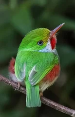 Fototapeten Lila the green parrot  © StarNax