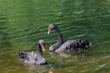 Naklejka premium Black mute swans swimming in lake