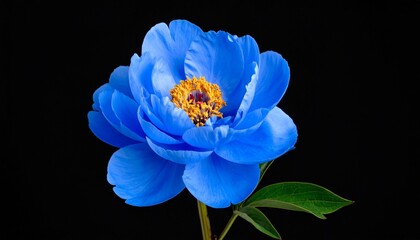 Fototapeta premium Vibrant Blue Peony Bloom Against Black Background