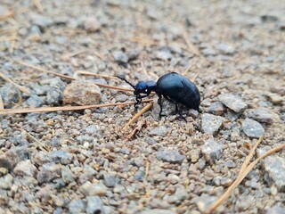 Oil Beetle Crawling on Forest Floor - Meloe proboscabaeus 