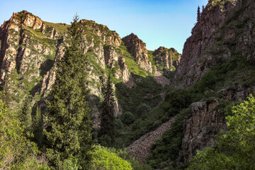 mountain landscape with a tree