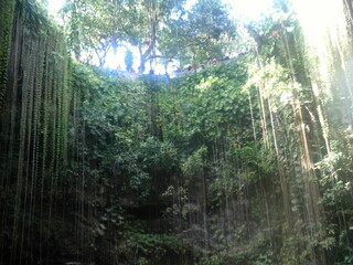 Obraz premium SELVA CIELO CENOTE NATURALEZA VEGETACION