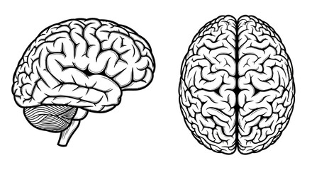 Detailed Line Art Illustrations of the Human Brain, Side and Top Views