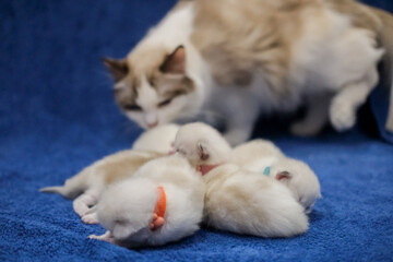 Mother Ragdoll cat looking after her Five Newborn kittens.