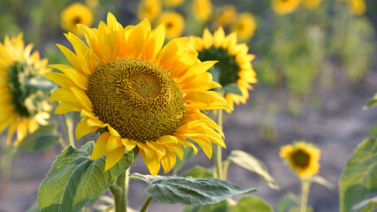 sunflower. Yellow sunflowers, good harvest, bright sunny flower. farming, vegetable garden, field,...