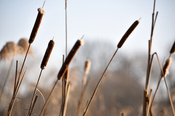 Typha close-up. Phragmites australis. photo with dry Reeds, Typha Latifolia, also called bulrush,...
