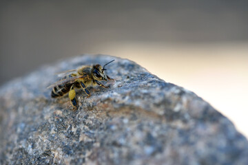 European honey bee. Beneficial insect. Pollen on legs. Garden pollinator. Bees produce fresh, healthy, honey. Beekeeping concept. macro photo. close-up. isolated