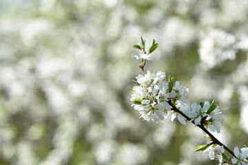 Twig of flowering blackthorn, Prunus spinosa, in spring. white flowers, natural floral background. delicate spring flowers, close-up. spring natural background, flowering tree