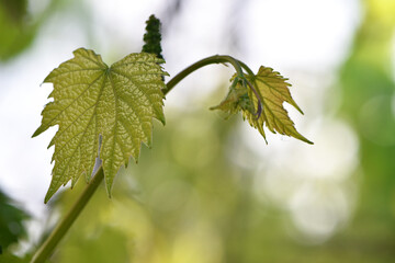 grape vine, young green leaf. Small green buds on the branches of grape vines. Young green leaves coming out from thick green buds. close up, macro photo. vineyard, farm. space for text