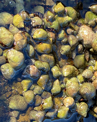Hermit crabs that use shells for their habitats close up in the tidal pools in Tenerife,Canary Islands,Spain.