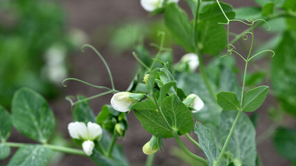 Green Pea plant with white flower in a garden. Young plant sprouts close-up, flowering peas on agricultural field. spring season. climbing peas, industry, farmland.