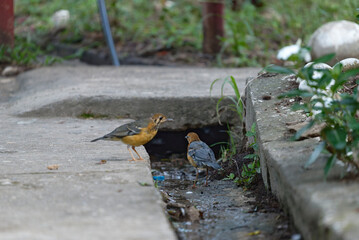 Orange-headed Thrush (Geokichla citrina)