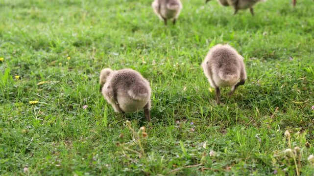 A fluffy gosling picks clover in a lush spring meadow. A gentle wildlife scene capturing the innocence of nature, biodiversity, and mindful living