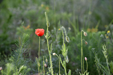 Obraz premium poppies. delicate petals of red poppies in the sun. background with red poppy flowers. Beautiful red poppy flower and buds isolated on a light background. wild flower, beauty in nature. close-up
