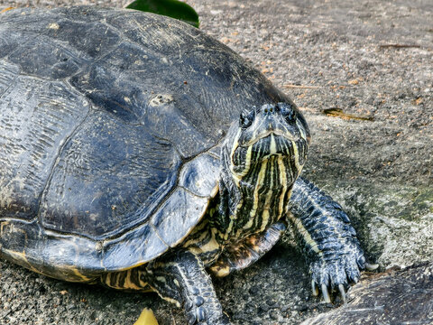 A large, dark-shelled turtle with distinctive yellow and black stripes on its face and neck is seen resting on textured ground