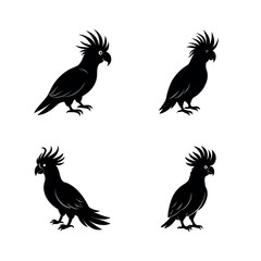 Obraz premium Cockatoo vector silhouettes of birds