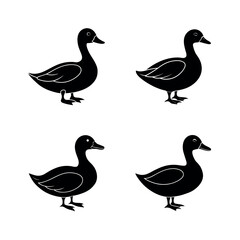 set of ducks