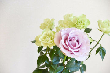 Obraz premium 緑と紫のばら