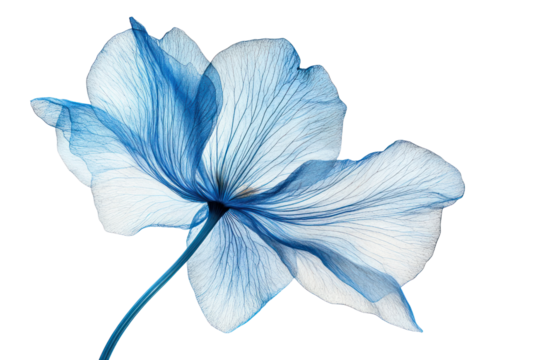 Blue Petals Unfold: Delicate blue flower blossoms gracefully, revealing the intricate patterns of its translucent petals against a subtle background, exuding an aura of elegance and natural beauty.