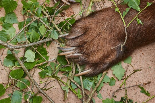 Brown bear paw and claws