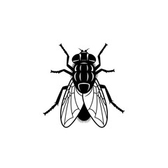 fly isolated on white background