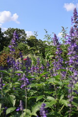 Obraz premium Purple flowers in the garden