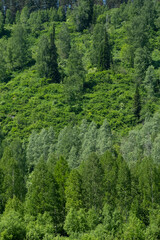Dense Green Forest on a Mountain Slope, Featuring Various Trees and Lush Foliage. Beauty in Nature and Ecological Health.