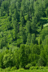 Obraz premium Lush Green Forest on Hillside, Rich with Diverse Trees and Foliage. Natural Beauty, Ecology and Environmental Concepts.