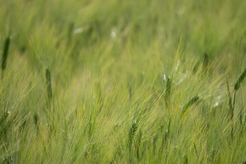 Landscapes