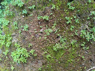 green moss on the ground, A vibrant close-up of lush green moss and small, succulent-like plants growing on a textured, earthy surface, creating a rich natural background