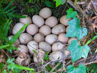 Guinea Fowl Nest in the woods