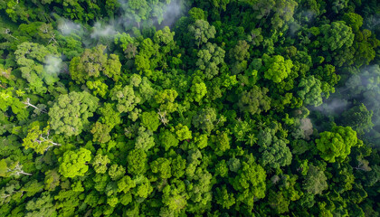 Naklejka premium A dense, lush rainforest canopy viewed from above, bursting with shades of green, intricate foliage layers, and ambient mist in ultra-sharp clarity.