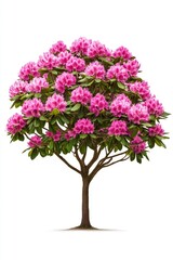 Pink azalea tree