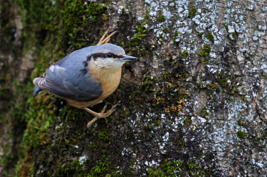 Eurasian nuthatch or wood nuthatch (Sitta europaea) standing on a mossy tree. Colorful forest bird with isolated background. Cute bird nature background wallpaper with space for text.