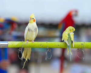yellow cockatiel parrot free flying bird